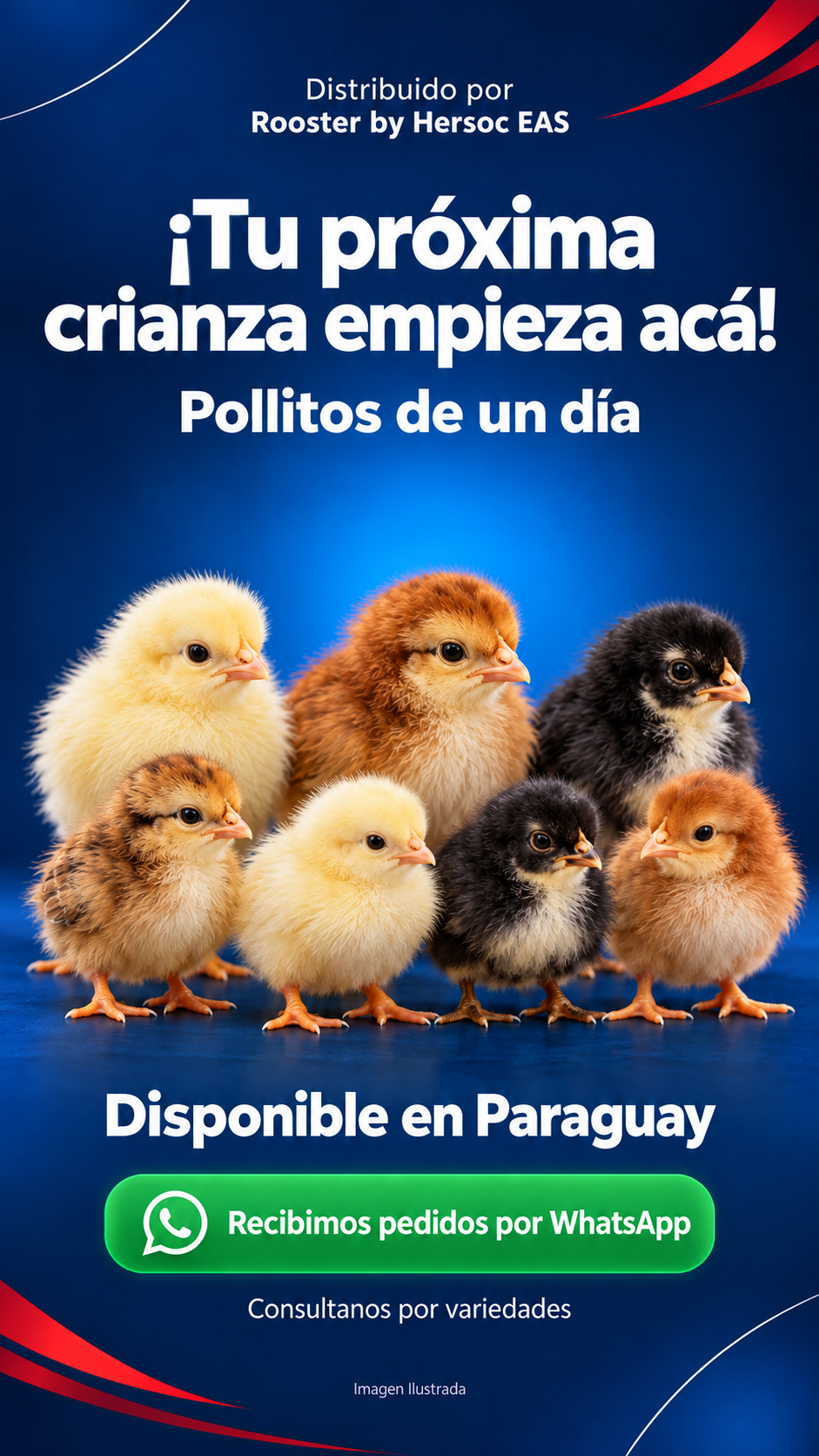 Pollitos de distintos colores. Imagen ilustrada.